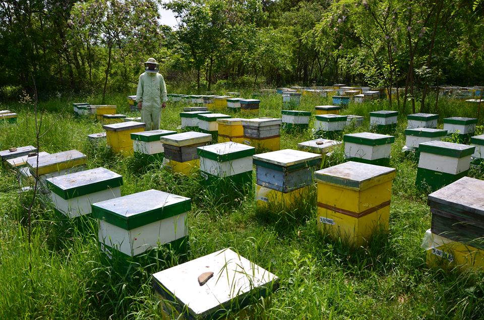 Apiaries (Beekeeping)