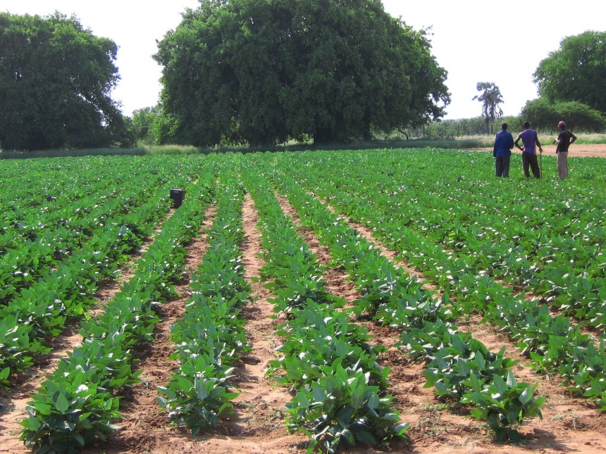 Cowpea Farms