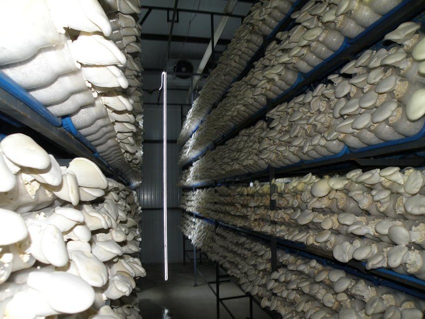 Mushroom Farms