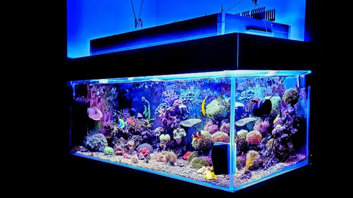 Fish and aquarium accessories